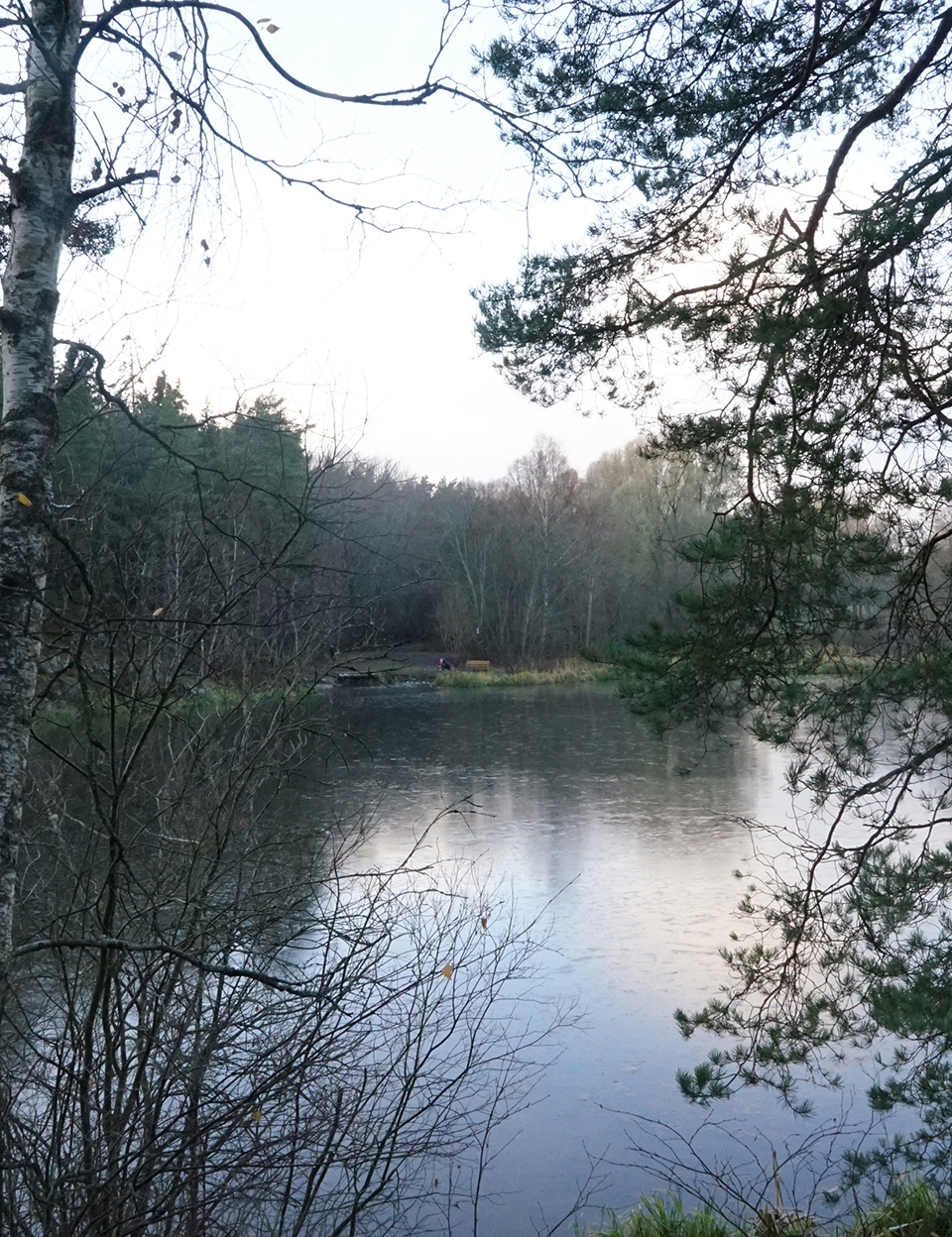 Stilla vattnet i en skogssjö omgiven av träd och grenar, med en liten brygga på andra sidan - miljardsatsning tar massabruket mot världstoppen.