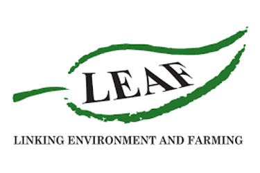 leaf marque.png