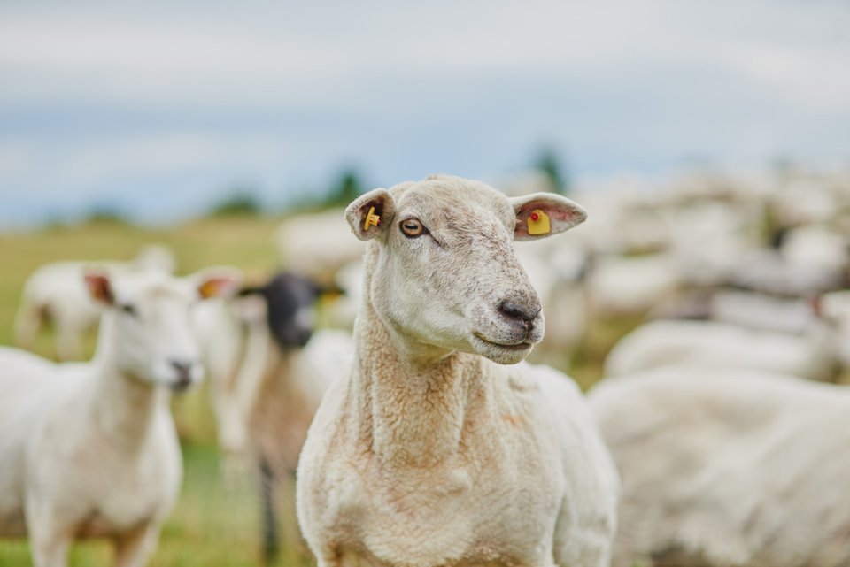 Witte schapen staan samen in een groene weide