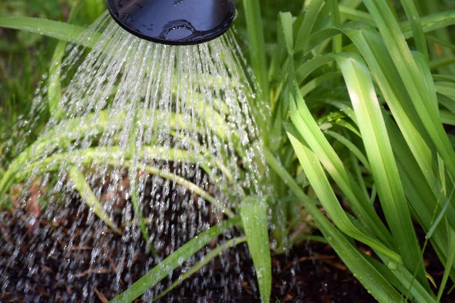 Watering green plants with a showerhead in a garden bed.