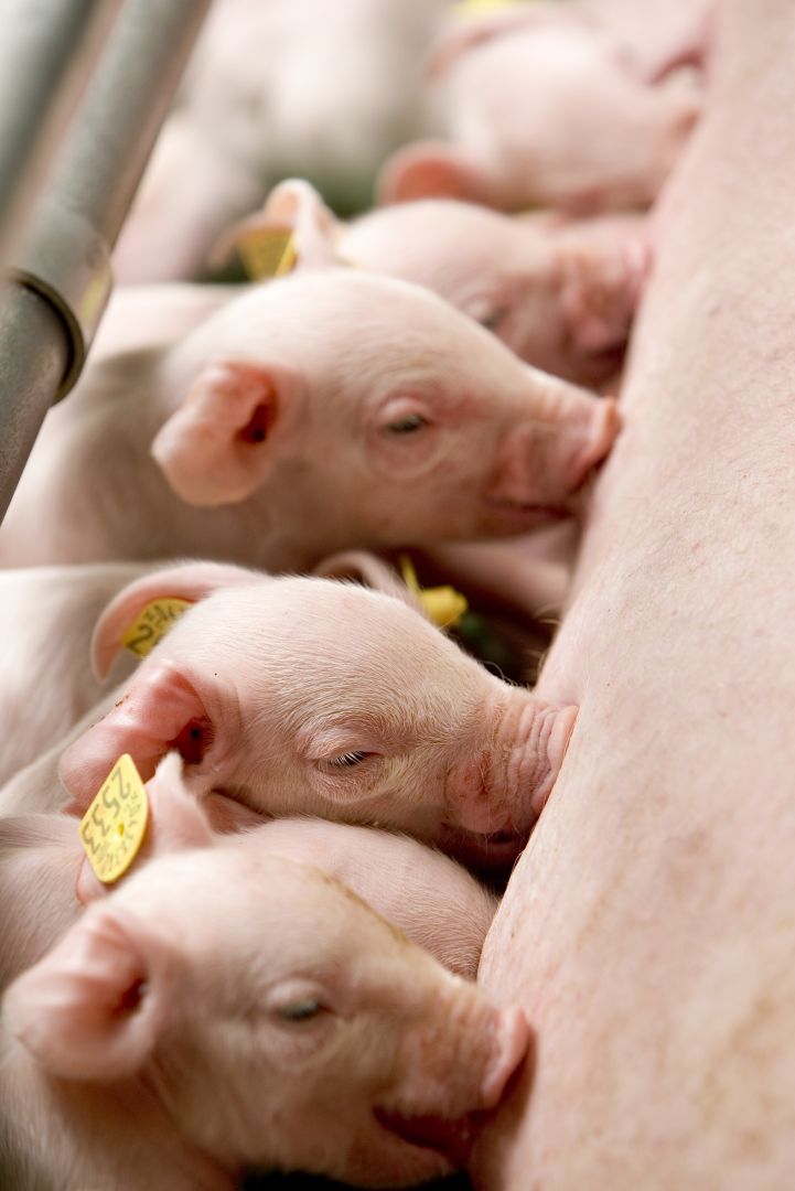 Close-up of several piglets nursing from a sow in a farm pen.